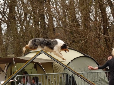 des Yeux de Crystal - brevet agility pour Alvin et Cirius