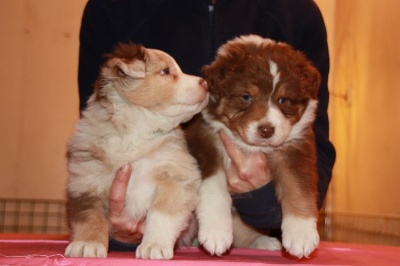 des Yeux de Crystal - CHIOTS!