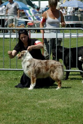 des Yeux de Crystal -  Senlis speciale de Race