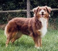 Naïkane red hale-bopp (Sans Affixe)