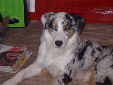 Volfia blossom blue des Yeux de Crystal