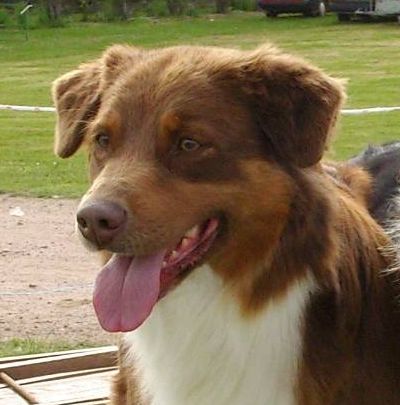 Vixen foxfire des Yeux de Crystal